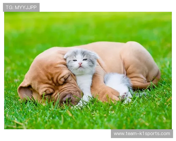 足球球星与猫咪的亲密日常 揭开他们与爱宠之间的温馨故事